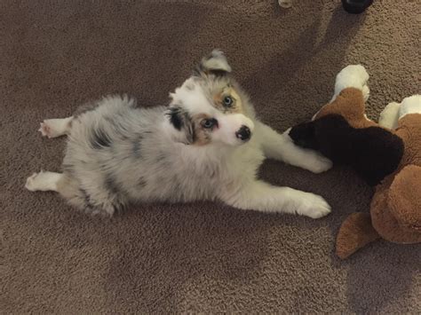 Welcome to rSploot We are a community dedicated to animals posing with their armslegs stretched out. . Aussie sploot